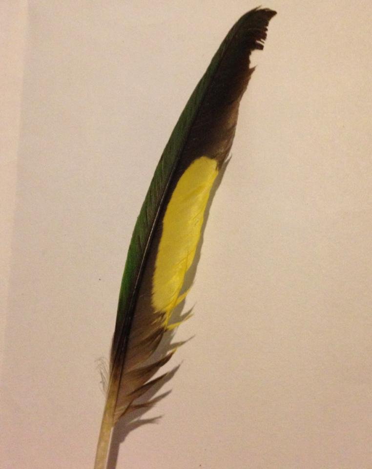 ID from feather with a yellow spot